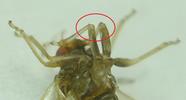 Psylle de l'éléagnus  ou psylle du chalef (Cacopsylla fulguralis)  retournement des pattes, photo  2.