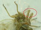 Psylle de l'éléagnus  ou psylle du chalef (Cacopsylla fulguralis)  retournement des pattes, photo 3.