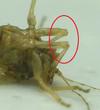 Psylle de l'éléagnus  ou psylle du chalef (Cacopsylla fulguralis)  retournement des pattes, photo 6.