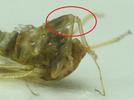 Psylle de l'éléagnus  ou psylle du chalef (Cacopsylla fulguralis)  retournement des pattes, photo 7.