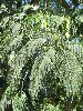 Albizia (Albizia julibrissin), d&eacute;tail du feuillage.