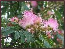 Albizia (Albizia julibrissin), aper&ccedil;u de la floraison.