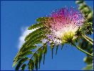 Albizia (Albizia julibrissin), détail d'une fleur.