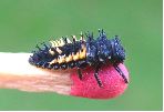 Coccinelle asiatique (Harmonia axyridis), larve, photo 1