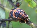 Coccinelle asiatique (Harmonia axyridis), nymphe, photo 1
