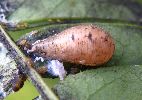 puparium de Syrphe
