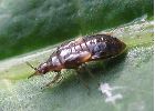 Punaise Anthocoride (Anthocoris nemoralis), larve, photo 2