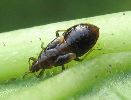 Punaise Anthocoride (Anthocoris nemoralis), larve, photo 3