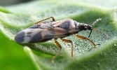 Punaise Anthocoride (Anthocoris nemoralis), adulte, photo 3
