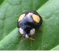 Coccinelle asiatique (Harmonia axyridis), adulte, photo 5