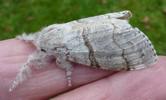 Pudibonde ou Patte étendue (Calliteara pudibonda), adulte en main, photo 2.