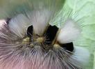Pudibonde ou Patte étendue (Calliteara pudibonda),  chenille, détail de la crête, photo 4.