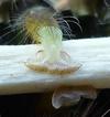 Pudibonde ou Patte étendue (Calliteara pudibonda), chenille, détail des pattes ventouses, photo 2.