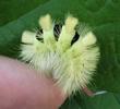 Pudibonde ou Patte étendue (Calliteara pudibonda), chenille en main, photo 2.