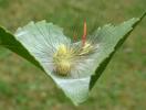 Pudibonde ou Patte étendue (Calliteara pudibonda), chenille préparant sa mue, photo 3.