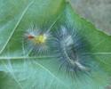 Pudibonde ou Patte étendue (Calliteara pudibonda), chenille venant de muer, photo 2.