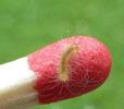 Pudibonde ou Patte étendue (Calliteara pudibonda),  chenille venant de naître, photo 1.