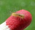 Pudibonde ou Patte étendue (Calliteara pudibonda),  chenille venant de naître, photo 2.