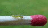 Pudibonde ou Patte étendue (Calliteara pudibonda),  chenille stade 1, photo 2.