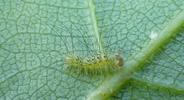 Pudibonde ou Patte étendue (Calliteara pudibonda),  chenille stade 1, photo 1.