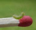 Pudibonde ou Patte étendue (Calliteara pudibonda),  chenille stade 2, photo 1