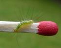 Pudibonde ou Patte étendue (Calliteara pudibonda),  chenille stade 2, photo 2.