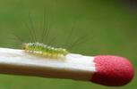 Pudibonde ou Patte étendue (Calliteara pudibonda),  chenille stade 2, photo 3.
