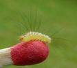 Pudibonde ou Patte étendue (Calliteara pudibonda),  chenille stade 2, photo 4.