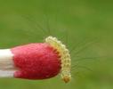Pudibonde ou Patte étendue (Calliteara pudibonda),  chenille stade 2, photo 5.