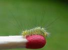 Pudibonde ou Patte étendue (Calliteara pudibonda), chenille stade 3, photo 1.