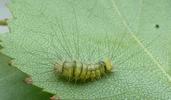 Pudibonde ou Patte étendue (Calliteara pudibonda), chenille stade 3, photo 3.