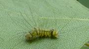 Pudibonde ou Patte étendue (Calliteara pudibonda), chenille stade 3, photo 4.