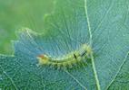 Pudibonde ou Patte étendue (Calliteara pudibonda), chenille stade 4, photo 8.