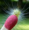 Pudibonde ou Patte étendue (Calliteara pudibonda), chenille stade 4, photo 5.