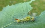 Pudibonde ou Patte étendue (Calliteara pudibonda), chenille stade 4, photo 7.