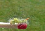 Pudibonde ou Patte étendue (Calliteara pudibonda), chenille stade 4, photo 2.