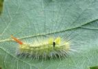 Pudibonde ou Patte étendue (Calliteara pudibonda), chenille stade 4, photo 6.