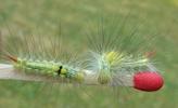 Pudibonde ou Patte étendue (Calliteara pudibonda), duo de chenille stade 4.