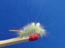 Pudibonde ou Patte étendue (Calliteara pudibonda), chenille stade 4, photo 4.