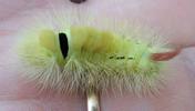 Pudibonde ou Patte étendue (Calliteara pudibonda), chenille à terme,  en main, photo 1