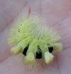 Pudibonde ou Patte étendue (Calliteara pudibonda), chenille à terme,  en main, photo 2.