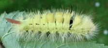 Pudibonde ou Patte étendue (Calliteara pudibonda), chenille à terme,  photo 2.