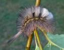 Pudibonde ou Patte étendue (Calliteara pudibonda), chenille à terme,  photo 1.