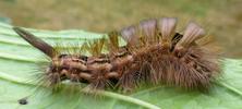 Pudibonde ou Patte étendue (Calliteara pudibonda), chenille à terme,  photo4.