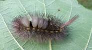 Pudibonde ou Patte étendue (Calliteara pudibonda), chenille à terme,  photo5.