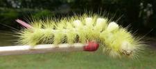 Pudibonde ou Patte étendue (Calliteara pudibonda), chenille à terme,  photo 3.