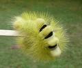 Pudibonde ou Patte étendue (Calliteara pudibonda), chenille à terme,  photo 1.
