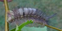 Pudibonde ou Patte étendue (Calliteara pudibonda), chenille à terme,  photo6.