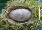 Pudibonde ou Patte étendue (Calliteara pudibonda), cocon, photo 1.