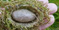 Pudibonde ou Patte étendue (Calliteara pudibonda), cocon, photo 2.